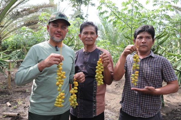 Panen Kurma di Tanah Karo, Ijeck: Panen Sawit Sudah Bisa, Panen Kurma Luar Bisa