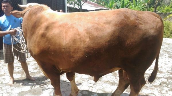 Pemprovsu Akan Sembelih, 25 Ekor Sapi Qurban di Kantor Gubsu