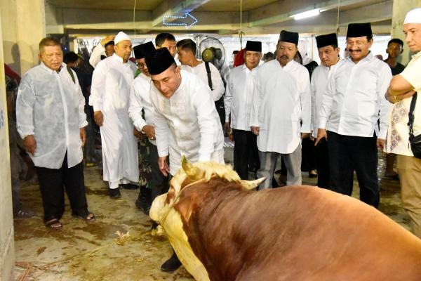 Pemprov Sumut Sebar 150 Ekor Sapi Kurban di Seluruh Sumut