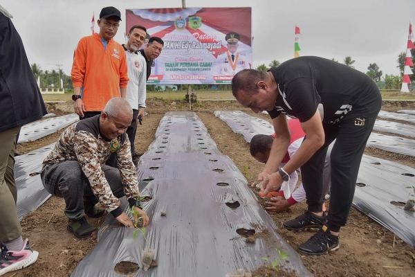  Edy Rahmayadi Harapkan Palas Jadi Daerah Mandiri Pangan dan Sentra Penghasil Sapi