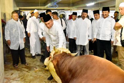 Pemprov Sumut Sebar 150 Ekor Sapi Kurban di Seluruh Sumut